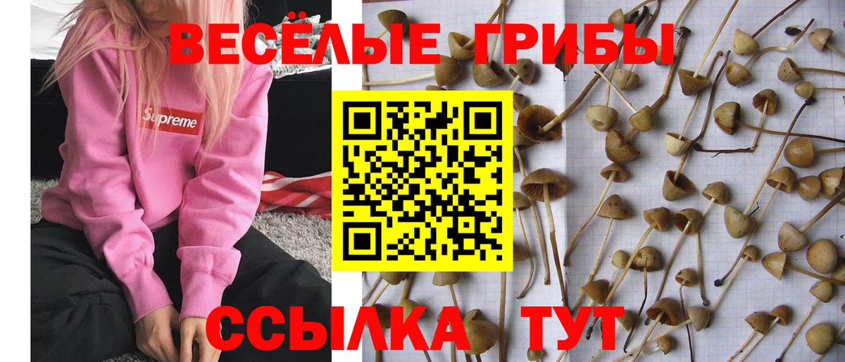 Псилоцибиновые грибы Psilocybe  Псилоцибиновые грибы GOLDEN TEACHER  Верхний Уфалей 